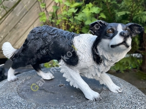 Deko  Border Collie stehend, 62cm lang 4