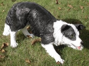 Border Collie Figur Jungtier stehend, 39cm