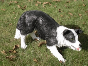 Border Collie Figur stehend, 39cm lang,