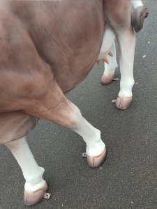 Kuh lebensgross, Gartendekofigur Braunvieh 7