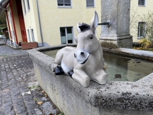 Liegender Esel in naher Frontansicht