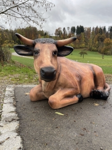 Ochse liegend 141 cm, Frontalansicht