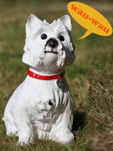 Sitzender West Highland White Terrier, Westie, bellt 1